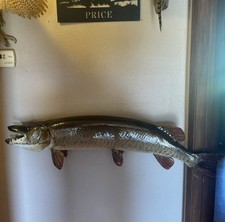 Muskie taxidermy skin for sale  Rogersville