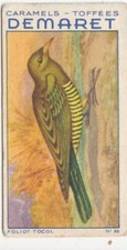Chrysococcyx cupreus cuckoo d'occasion  Expédié en Belgium