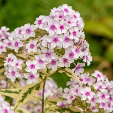 Garden phlox nora for sale  LLANDYSUL
