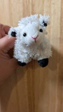 Cute little sheep for sale  HARLOW