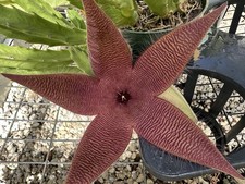 Stapelia hirsuta. buds. for sale  USA