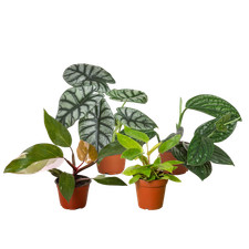 Rare plant bundle for sale  Old Town