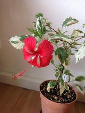 Hibiskus cooper snow gebraucht kaufen  Köln