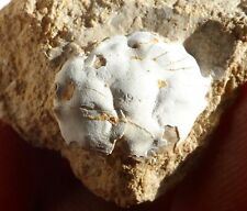 Crabe fossile éocène d'occasion  Cuxac-d'Aude