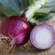 Zwiebel sorte corum gebraucht kaufen Zwiebel sorte corum gebraucht kaufen  Viersen