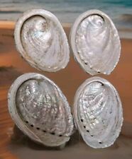 Coquilles ormeaux nacre d'occasion  Concarneau