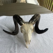 Beautiful x22 ram for sale  Osceola