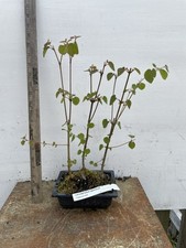 Katsura tree cercidiphylum for sale  North Augusta