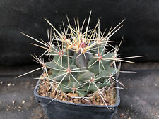 Thelocactus rinconensis vivaio usato  Massafra