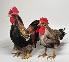 Rooster hen chicken for sale  Lester Prairie
