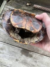 Turtle shells authentic for sale  Mount Pleasant