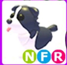 Border collie neon usato  Sant Egidio Alla Vibrata