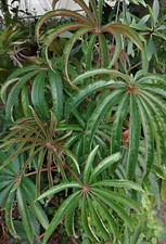 Begonia luxurians tropical for sale  Reddick