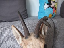 Rehbock präparat abnorm gebraucht kaufen Rehbock präparat abnorm gebraucht kaufen  Traunstein