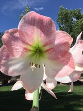 Hippeastrum giant amaryllis for sale  Platteville