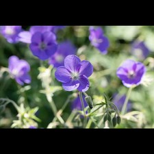 Geranium pratense brookside gebraucht kaufen  Deutschland