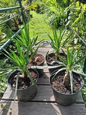 Yucca recurvifolia winterharte gebraucht kaufen  Ennepetal