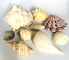 Lot seashells nautical for sale  Houston
