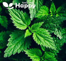 Stinging nettle 1300 for sale  DONCASTER
