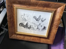 Antique bantam chicken for sale  PETERHEAD