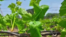 Weinreben trauben asma gebraucht kaufen  Höchst i. Odw.
