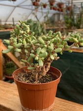 plantes d'occasion plantes d'occasion Langon