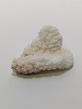Beautiful natural coral for sale  Mount Morris