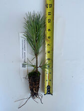 Pinus strobiformis southwester for sale  Albany
