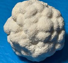 Beautiful natural brain for sale  Seattle
