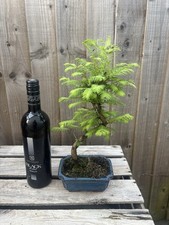 Bonsai tree large for sale  PERSHORE