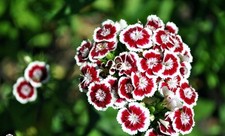 Dianthus barbatus holborn for sale  BURTON-ON-TRENT