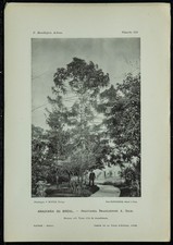 1898 araucaria brésil d'occasion  France