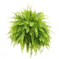 Boston fern hanging for sale  Lincoln Park