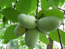 Bananas paw paw for sale  Mcminnville