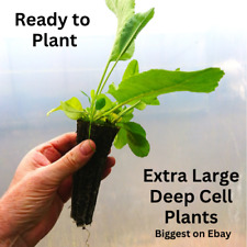 Horseradish plants armoracia for sale  BEDFORD