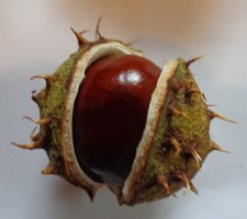 Geode selber knacken gebraucht kaufen  Deutschland