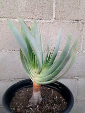 Aloe plicatilis tree for sale  USA
