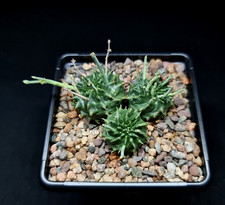 Euphorbia valida 7cm for sale  NORWICH