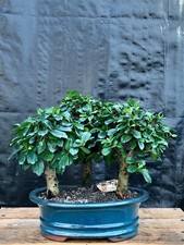 Fukien tea bonsai for sale  Patchogue