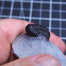 22mm Trilobite Gerastos (Proetus) granulosus Dewońskie Trilobity Artropody 1604 na sprzedaż  Wysyłka do Poland