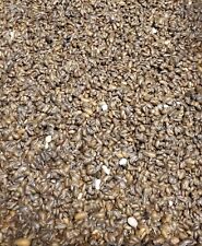 Small dubia roaches for sale  Newburgh