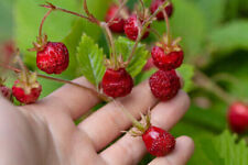 Fragaria moschata fragola usato  Trappeto