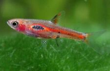 Phoenix rasbora nano d'occasion  Expédié en Belgium