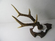 Starkes rehgeweih gehörn gebraucht kaufen  Pfronten