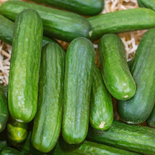 200 heirloom organic for sale  Spring Branch