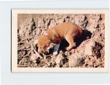 Postcard australian dingo for sale  Stevens Point