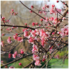 Viburnum bodnantense dawn for sale  NEWTOWNARDS