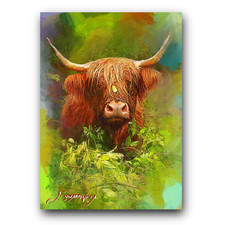 highland cows for sale highland cows for sale Pasco