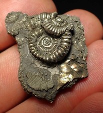 Pyrite multi ammonite for sale  BRISTOL