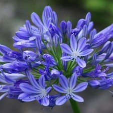 Agapanthus brilliant blue for sale Agapanthus brilliant blue for sale  GLASGOW